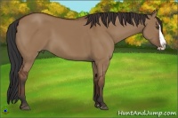 Horse Color:Bay Dun Splash