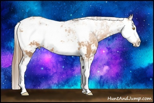 Horse Color:Bay Pearl Sabino 