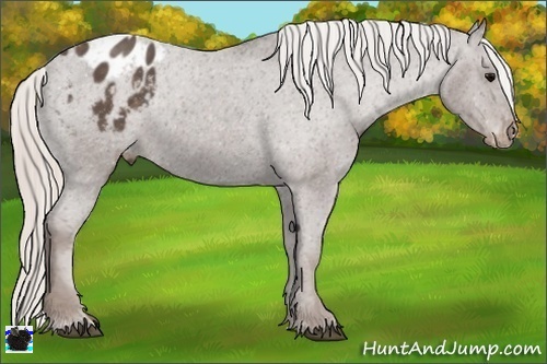 Horse Color:Silver Black Appaloosa 