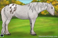 Horse Color:Silver Black Appaloosa 