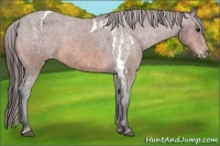 Horse Color:Bay Splash Tobiano Varnish  Brindle