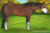 Horse Color:Bay Sabino 