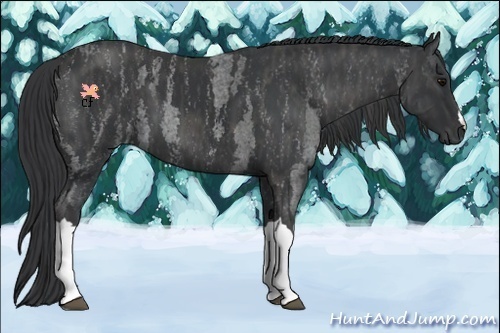 Horse Color:Blue Roan Brindle