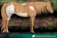Horse Color:Brown Pearl Appaloosa Rabicano Brindle