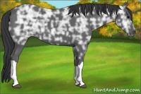 Horse Color:Black Ice 