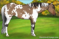 Horse Color:White Spotted Bay Dun