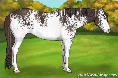 Horse Color:White Spotted Liver Chestnut 