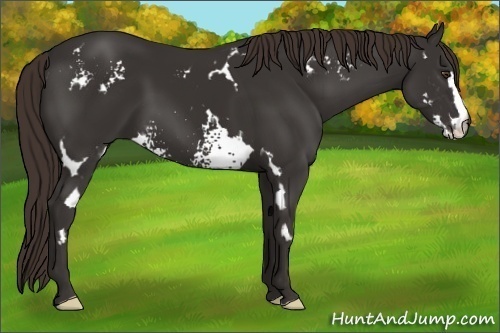 Horse Color:White Spotted Liver Chestnut Frame 