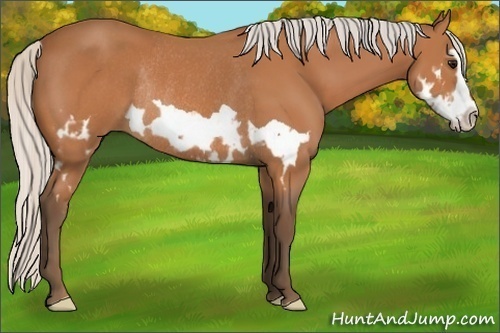 Horse Color:Silver Bay Splash Frame Rabicano 