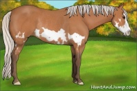 Horse Color:Silver Bay Splash Frame Rabicano 