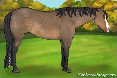 Horse Color:Brown Dun Splash 