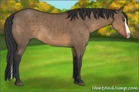 Horse Color:Brown Dun Splash