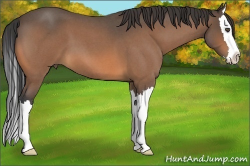Horse Color:Buckskin Roan Splash 