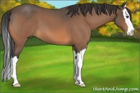 Horse Color:Buckskin Roan Splash 