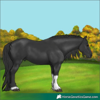 Horse Color:Black Tobiano Rabicano