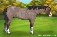 Horse Color:Bay Roan Sabino Splash