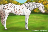 Horse Color:Chestnut Appaloosa 
