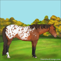 Horse Color:Bay Appaloosa 