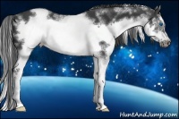 Horse Color:White Spotted Smoky Black Splash Frame 