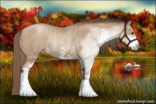 Horse Color:Blue Roan Pearl Sabino Rabicano  Brindle