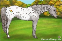 Horse Color:Liver Chestnut Appaloosa 