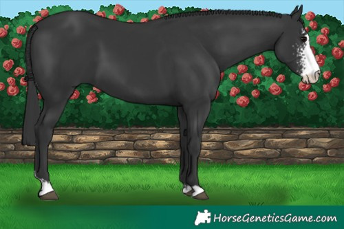 Horse Color:Black Sabino 