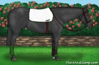 Horse Color:Black Sabino