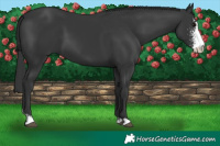 Horse Color:Black Sabino 