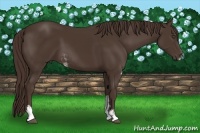Horse Color:Liver Chestnut Sabino