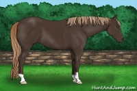 Horse Color:Liver Chestnut 