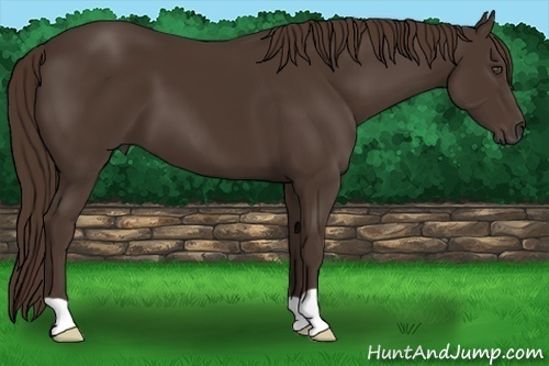 Horse Color:Liver Chestnut 