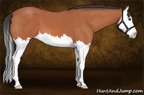 Horse Color:Bay Roan Splash