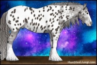 Horse Color:Liver Chestnut Sabino Appaloosa 
