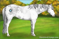 Horse Color:White Spotted Black