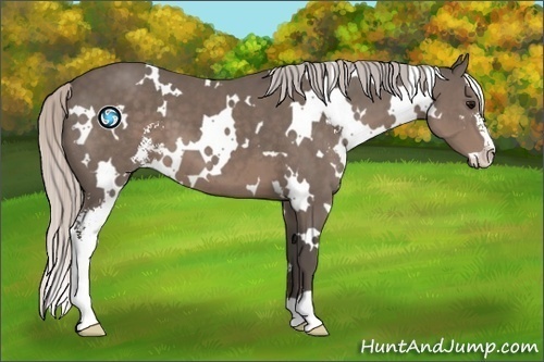 Horse Color:White Spotted Silver Black Sabino 