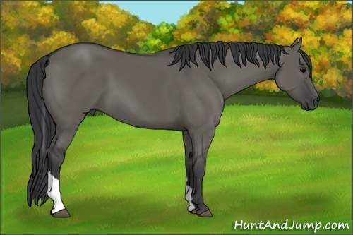 Horse Color:Grullo Tobiano 