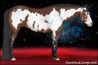 Horse Color:White Spotted Bay Splash Frame