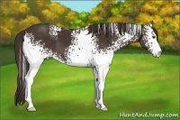 Horse Color:White Spotted Liver Chestnut Sabino