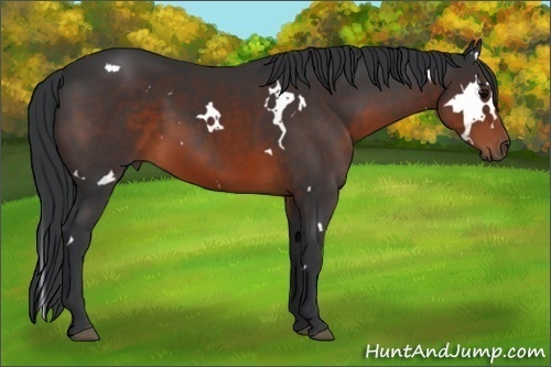 Horse Color:White Spotted Brown 