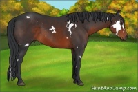 Horse Color:White Spotted Brown 