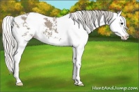 Horse Color:Silver Smoky Grullo Sabino Splash