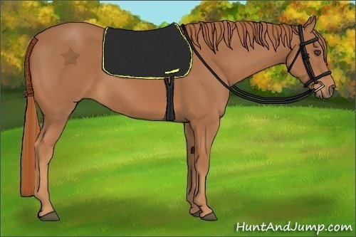 Horse Color:Chestnut Frame