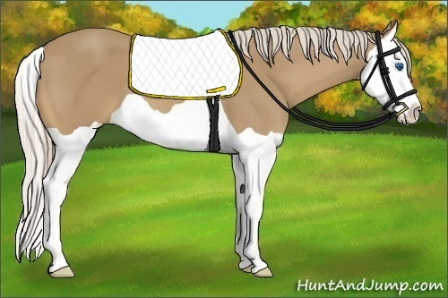 Horse Color:Palomino Splash
