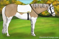 Horse Color:Palomino Splash