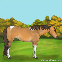 Horse Color:Buckskin Tobiano 