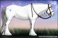 Horse Color:Liver Chestnut Appaloosa