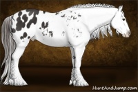 Horse Color:Liver Chestnut Appaloosa 