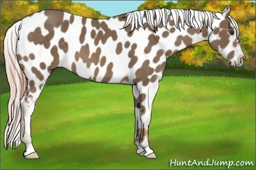 Horse Color:Chocolate Palomino Appaloosa