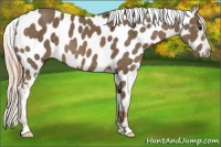 Horse Color:Chocolate Palomino Appaloosa 