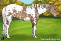 Horse Color:White Spotted Chocolate Palomino Ice 